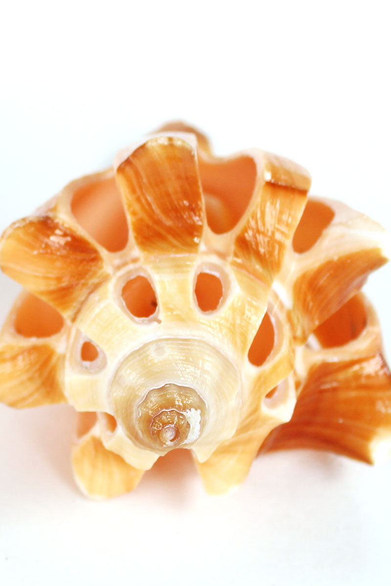 Multi-Cut Vole Shell