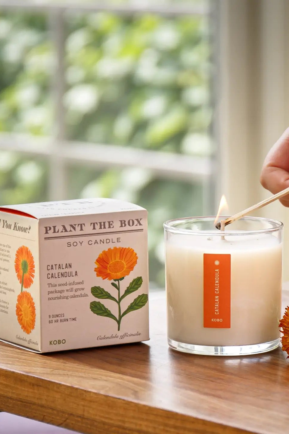 Catalan Calendula Plant the Box Candle