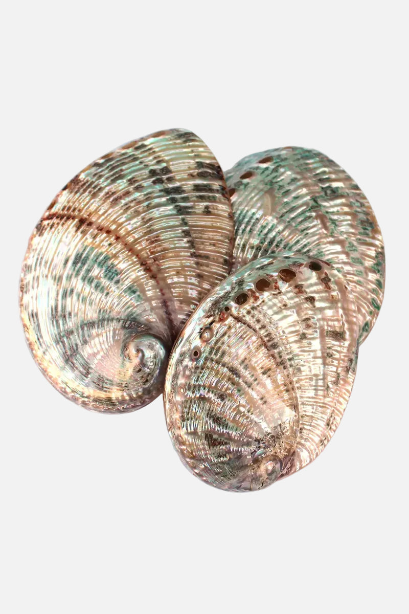 Polished Green Abalone Seashell