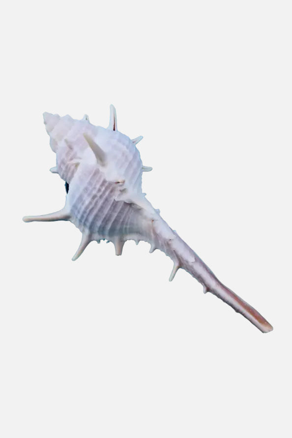 Spiny Murex Seashell Magnet