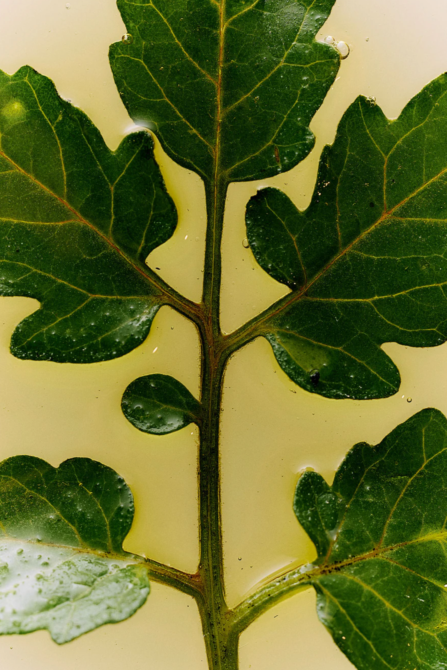 Roma Heirloom Tomato Dish Soap