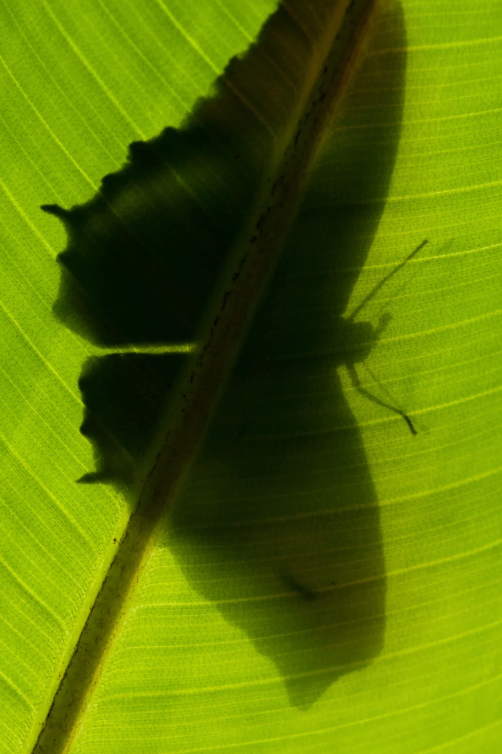 Banana Leaf Candle