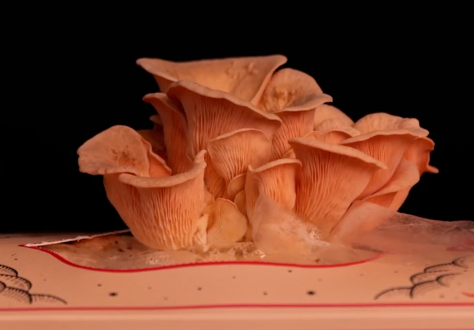Pink Oyster Mushroom Grown Kit