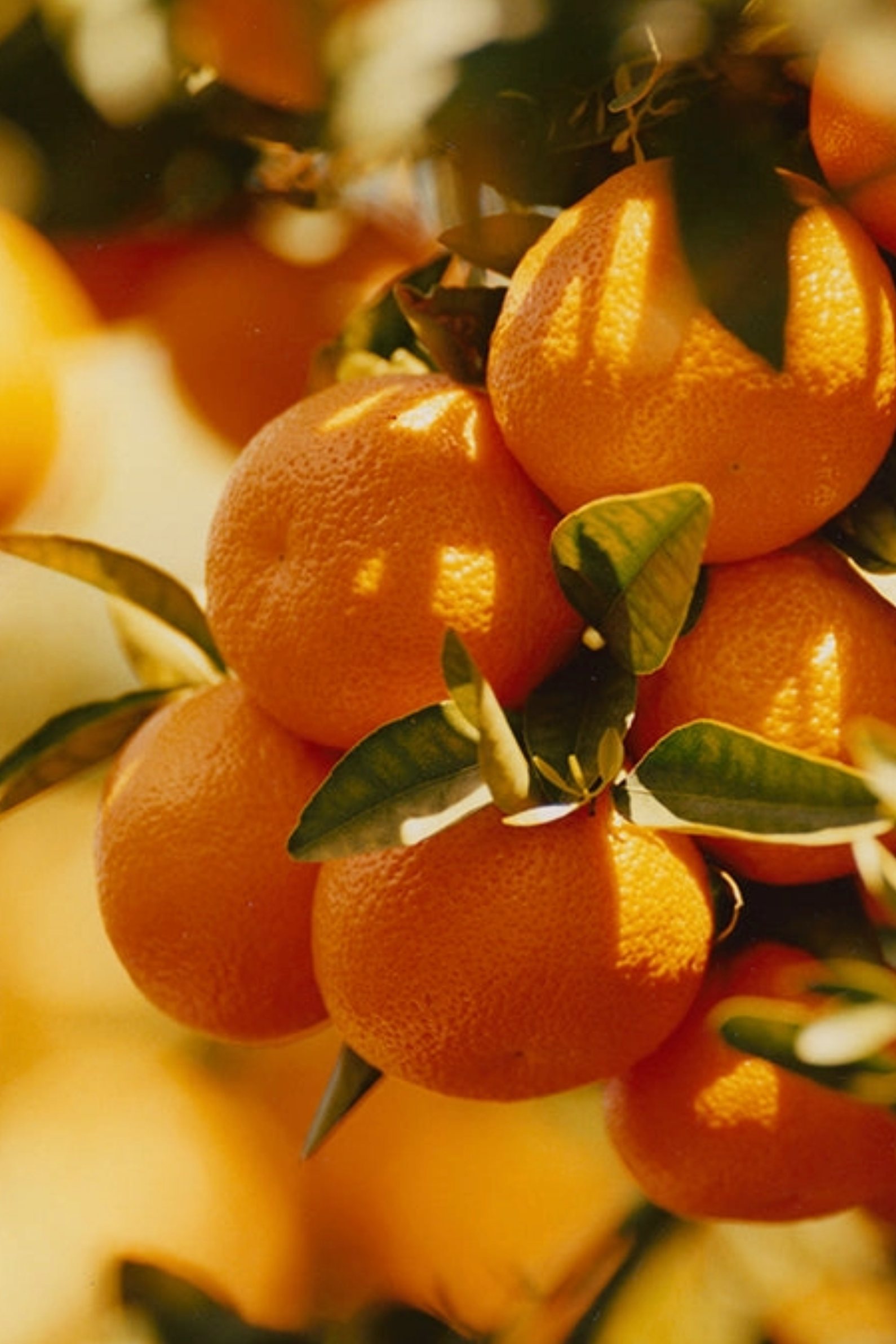 Pixie Tangerine Marmalade