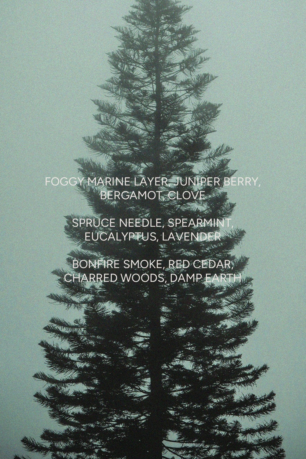Pacific Spruce Candle