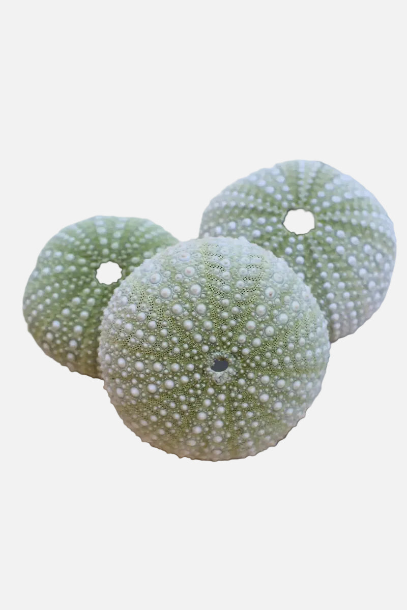 Green Mexican Sea Urchin