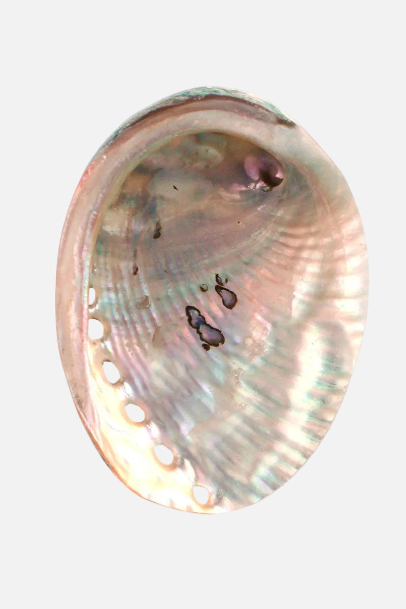 Polished Green Abalone Seashell