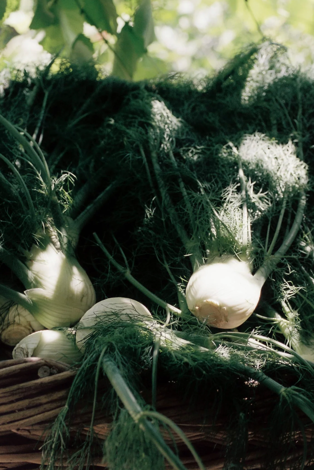Fennel Flower Olive Oil