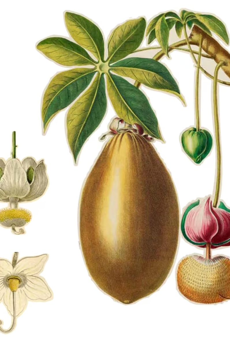 Flora: The Secret Language of Plants in Art