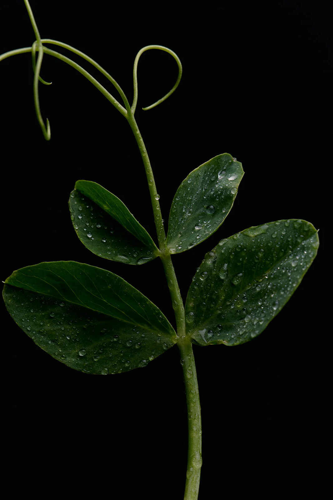 Green Goddess Candle